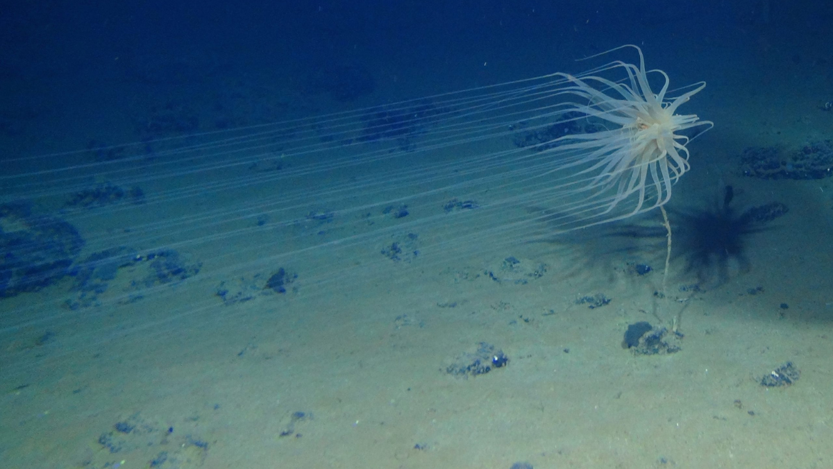 Mining Meets Machine Learning in UK Seabed Release