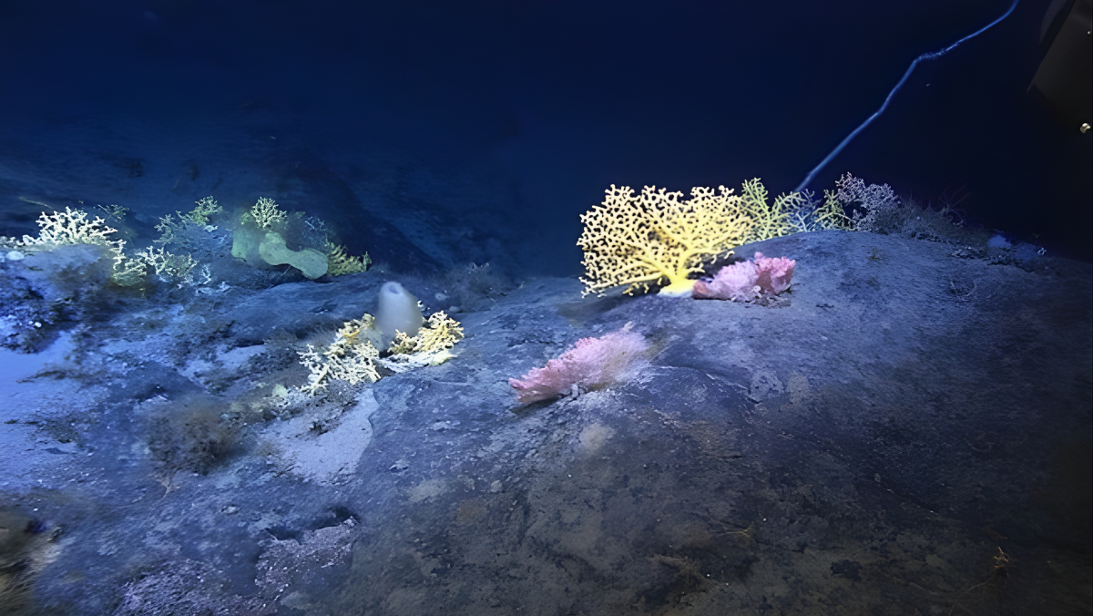 Illuminated deep-sea corals and marine life on a rocky seabed at great depth.