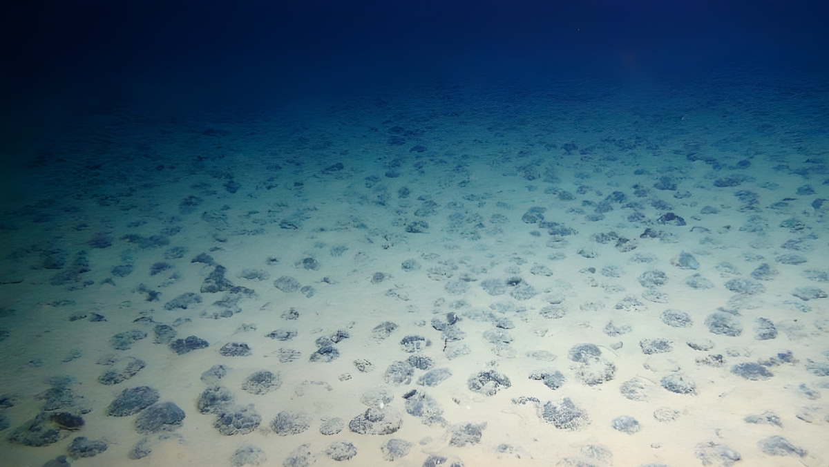 Seafloor covered with scattered polymetallic nodules in deep-ocean mining zone